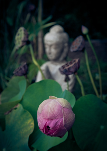 Meditation Sessions